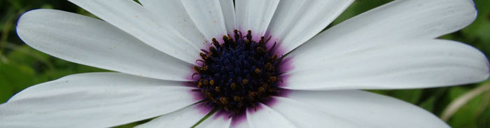 Fotografie di Fiori Spontanei
