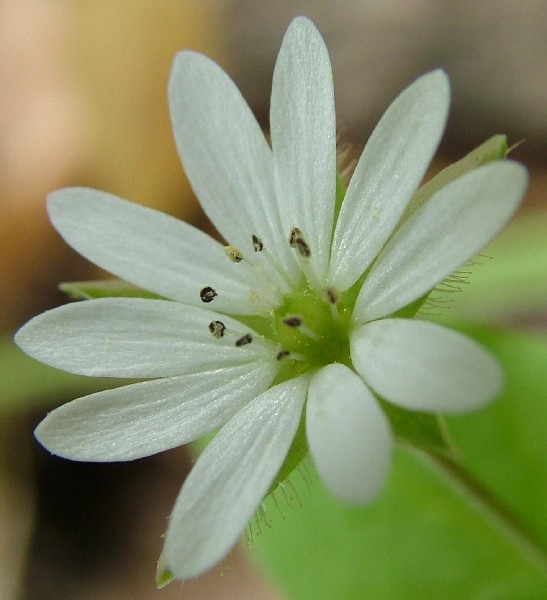Fotografia di un fiore bianchino