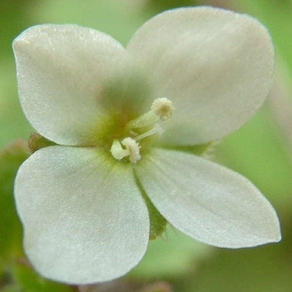 Fotografia di un fiore bianco