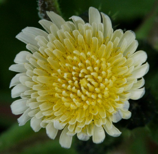 Fotografia di un fiore biancogiallo