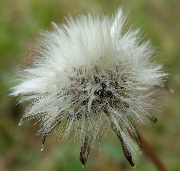 Fotografia di un fiore biancopelo