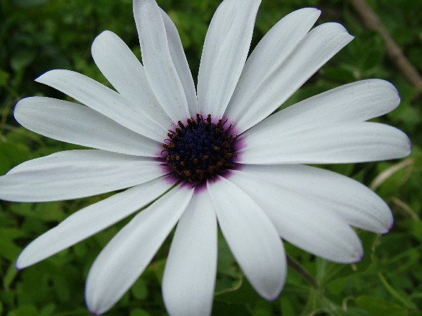 Fotografia di un fiore biancoscuro