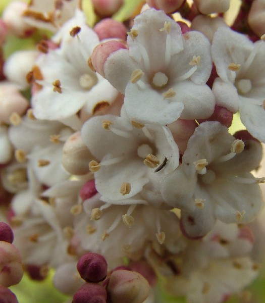 Fotografia di un fiore biancoviola