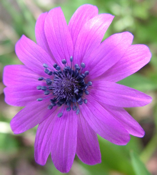 Fotografia di un fiore bluviola