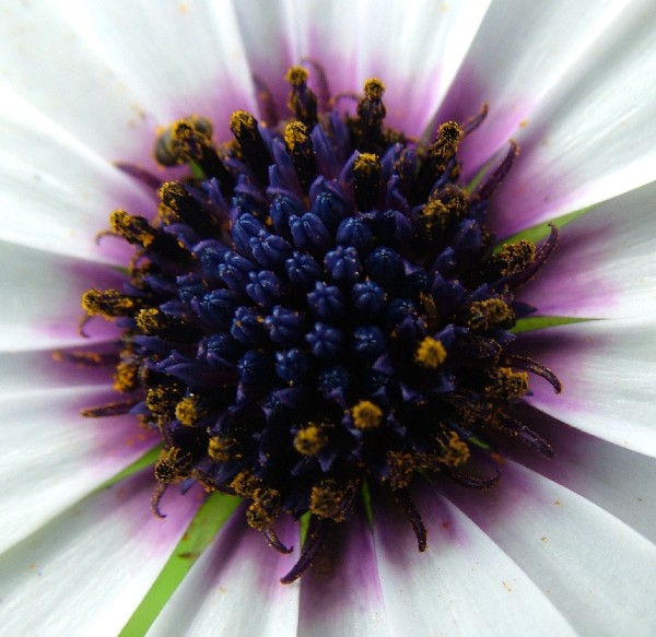 Fotografia di un fiore bluviolagiallo