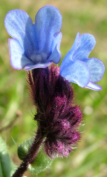 Fotografia di un fiore celesteviola