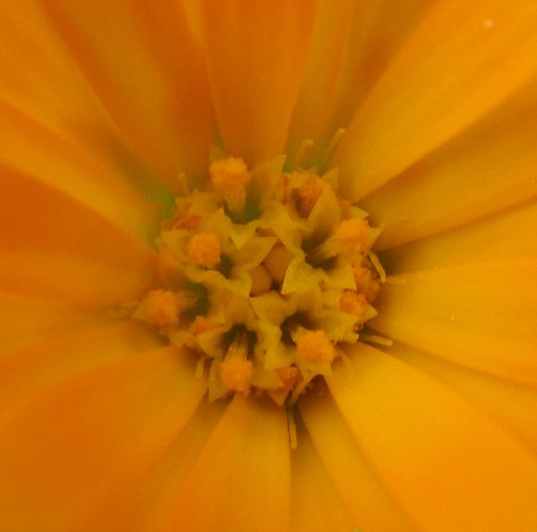 Fotografia di un fiore centro
