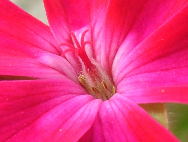 Fotografia di un fiore centrogeranio