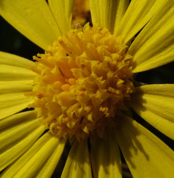Fotografia di un fiore centrogiallo
