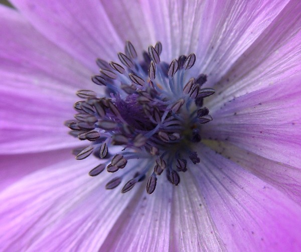 Fotografia di un fiore centroviola