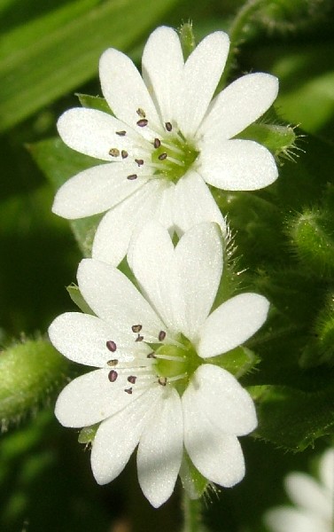 Fotografia di un fiore duo