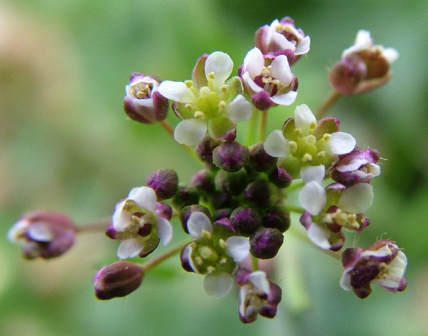 Fotografia di un fiore fioretti