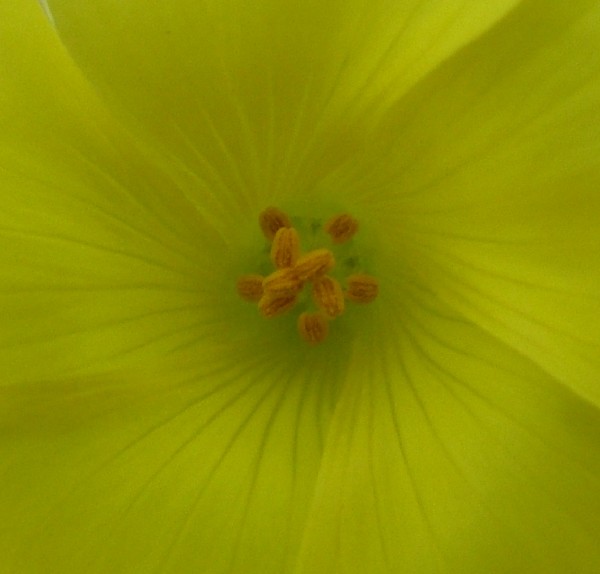 Fotografia di un fiore giallcentro