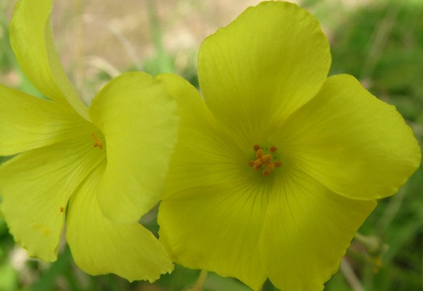 Fotografia di un fiore gialli