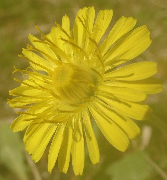 Fotografia di un fiore giallino