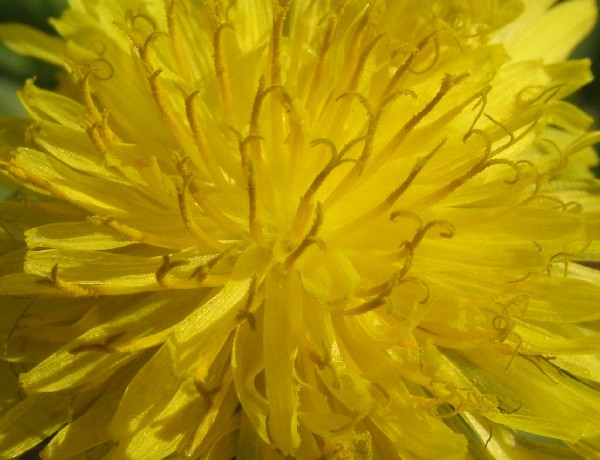 Fotografia di un fiore giallo