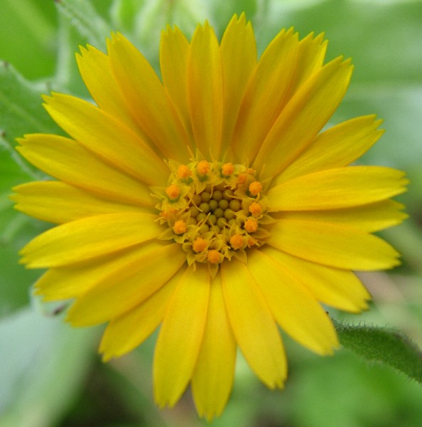 Fotografia di un fiore gialloarancione