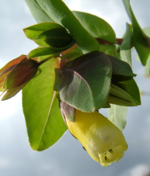 Fotografia di un fiore giallocampana