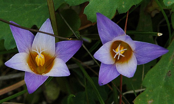 Fotografia di un fiore giallolila