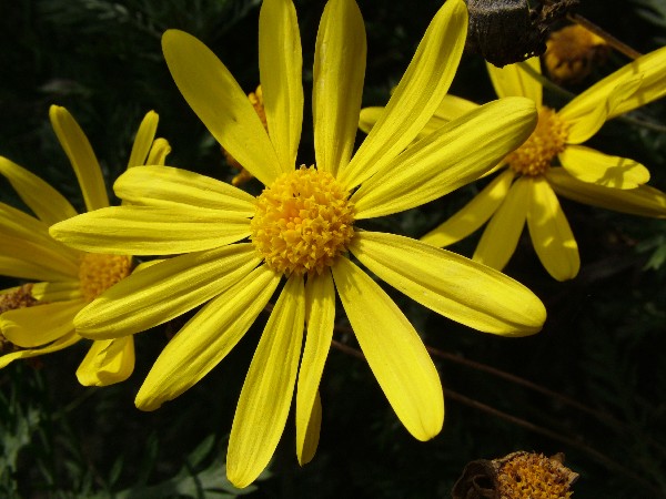 Fotografia di un fiore giallone