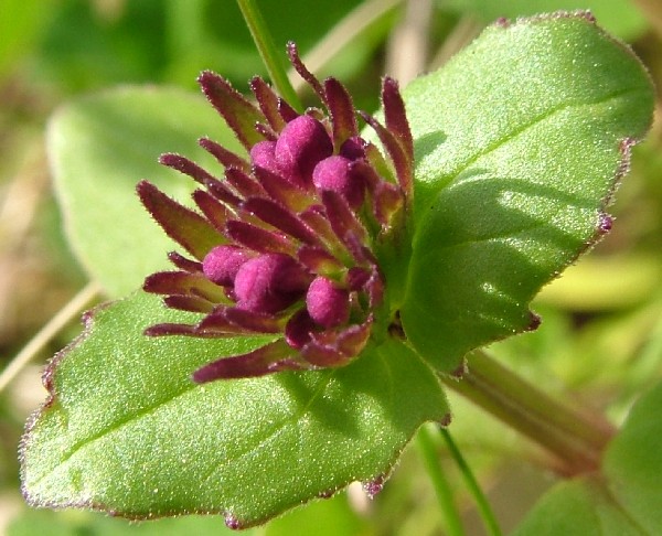 Fotografia di un fiore lila