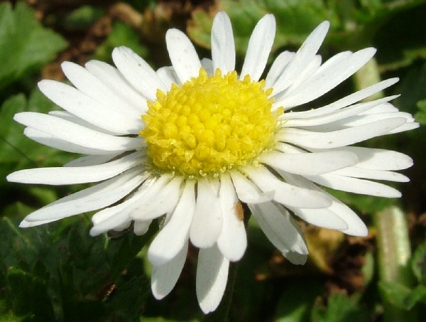 Fotografia di un fiore margherita