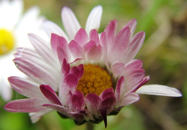 Fotografia di un fiore margherita chiusa