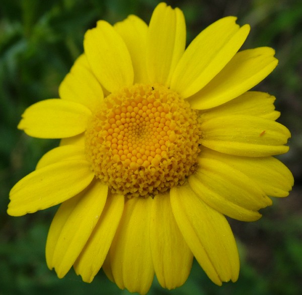 Fotografia di un fiore margialla