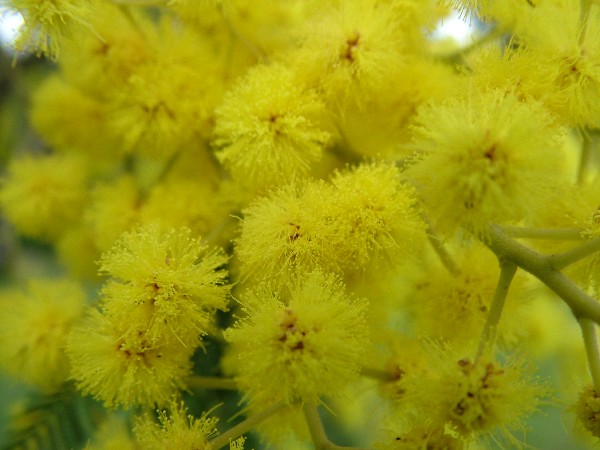 Fotografia di un fiore mimose