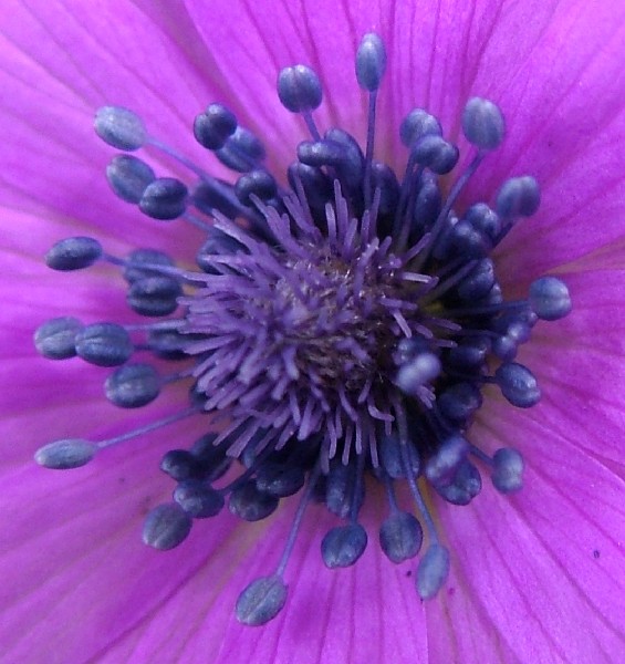 Fotografia di un fiore plastico