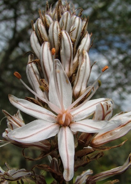 Fotografia di un fiore rigato
