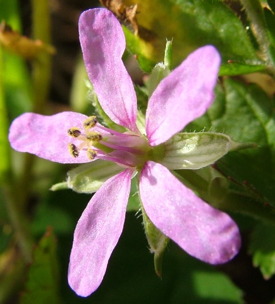 Fotografia di un fiore rosa