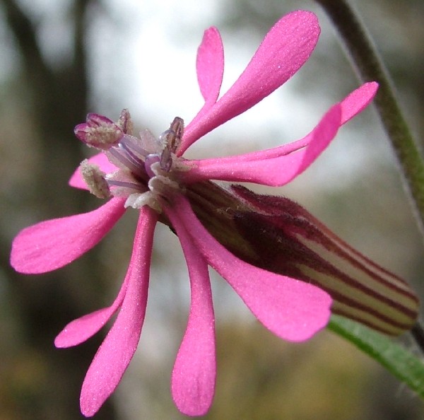 Fotografia di un fiore rosato