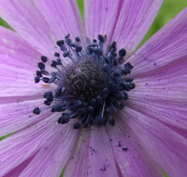 Fotografia di un fiore stelo