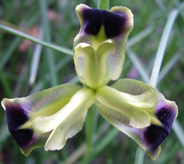 Fotografia di un fiore tre