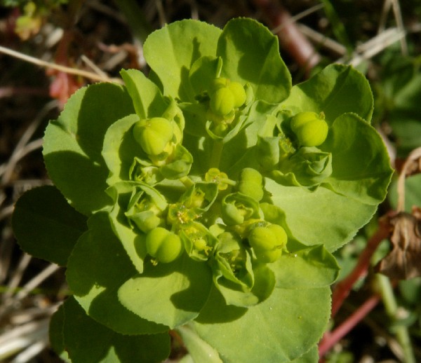 Fotografia di un fiore verd