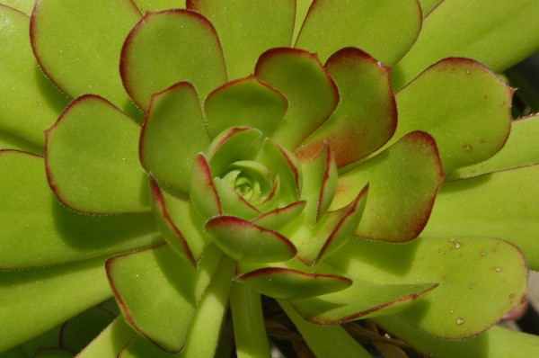 Fotografia di un fiore verde