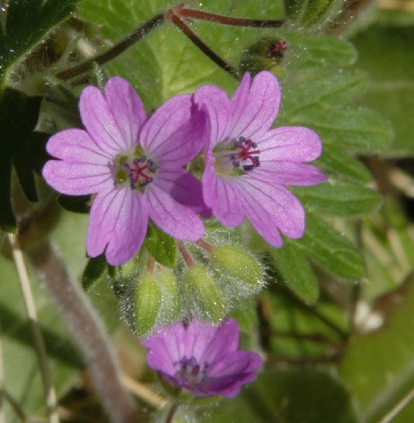 Fotografia di un fiore vio