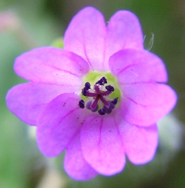Fotografia di un fiore violetto