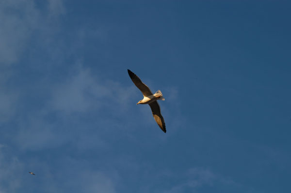 Gabbiani - Fotografia di Londra