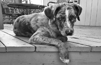 Un simpatico cane :: Mega Puzzle