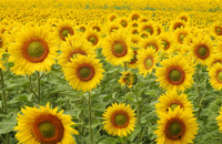 Girasoli :: Mega Puzzle