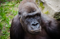 Gorilla :: Mega Puzzle