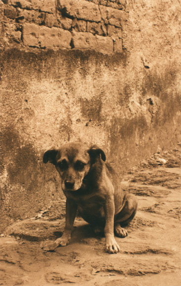 Cagnolino - Fotografia del Messico