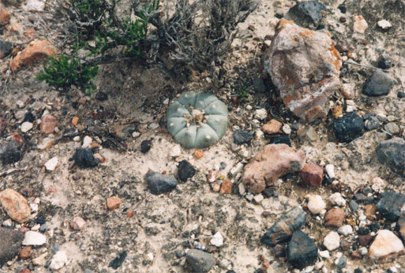 Peyote - Fotografia del Messico