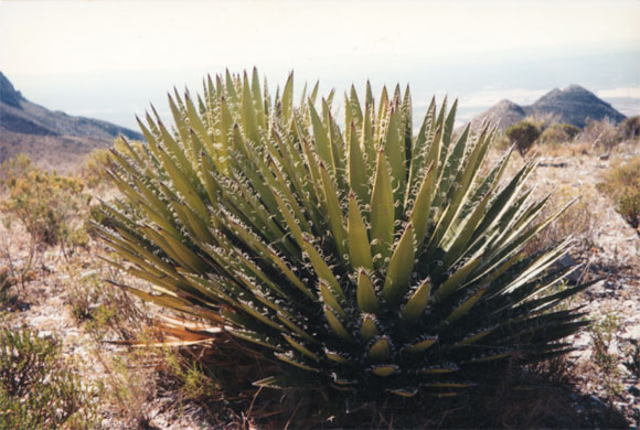 Piante grasse - Fotografia del Messico