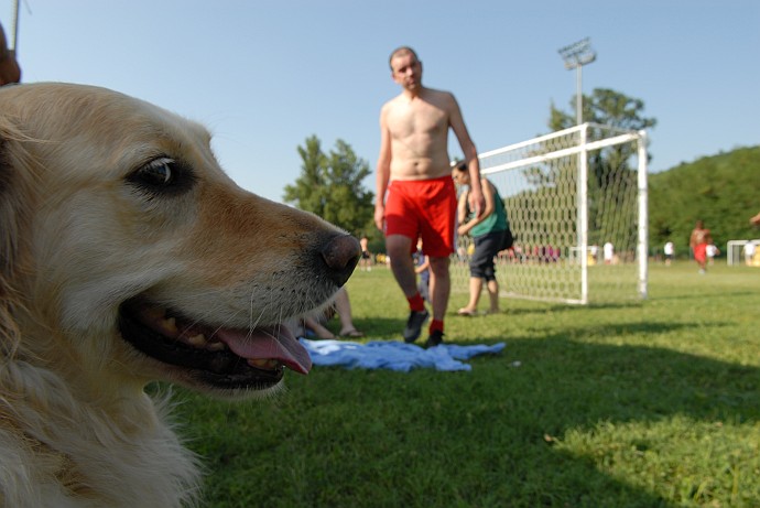 cane-osservando-la-partita