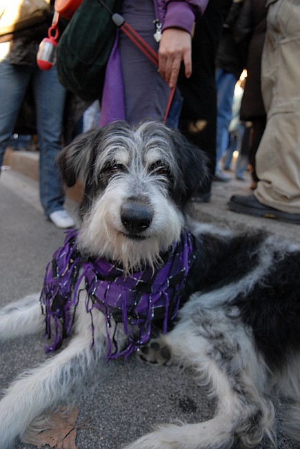 Cane con sciarpa viola - Fotografia del No Berlusconi Day