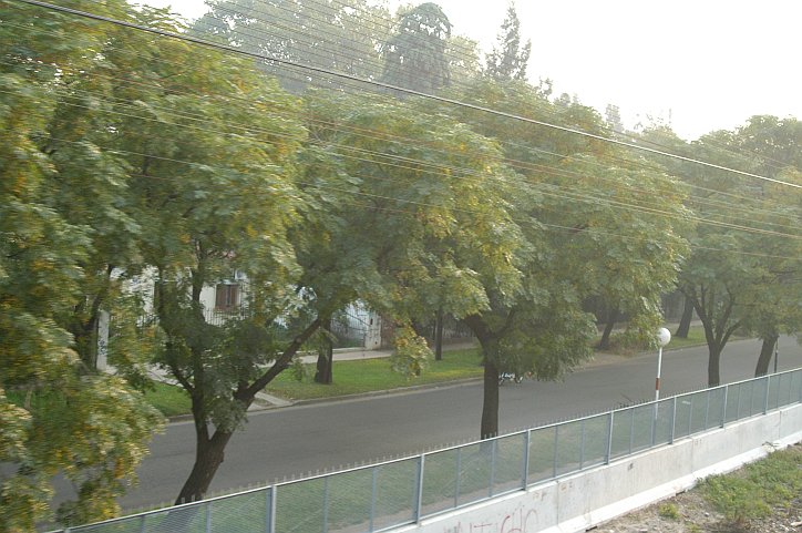 Fila di alberi