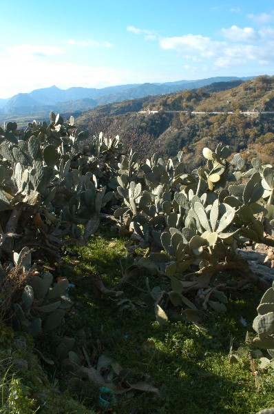 Localit� Capano fichi d'india - Santa Caterina dello Ionio